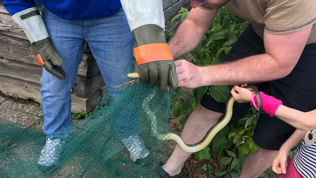 Immer öfter geraten Schlangen in Not, werden von Mähgeräten erwischt oder verheddern sich in Netzen, aus denen sie sich nicht mehr befreien können